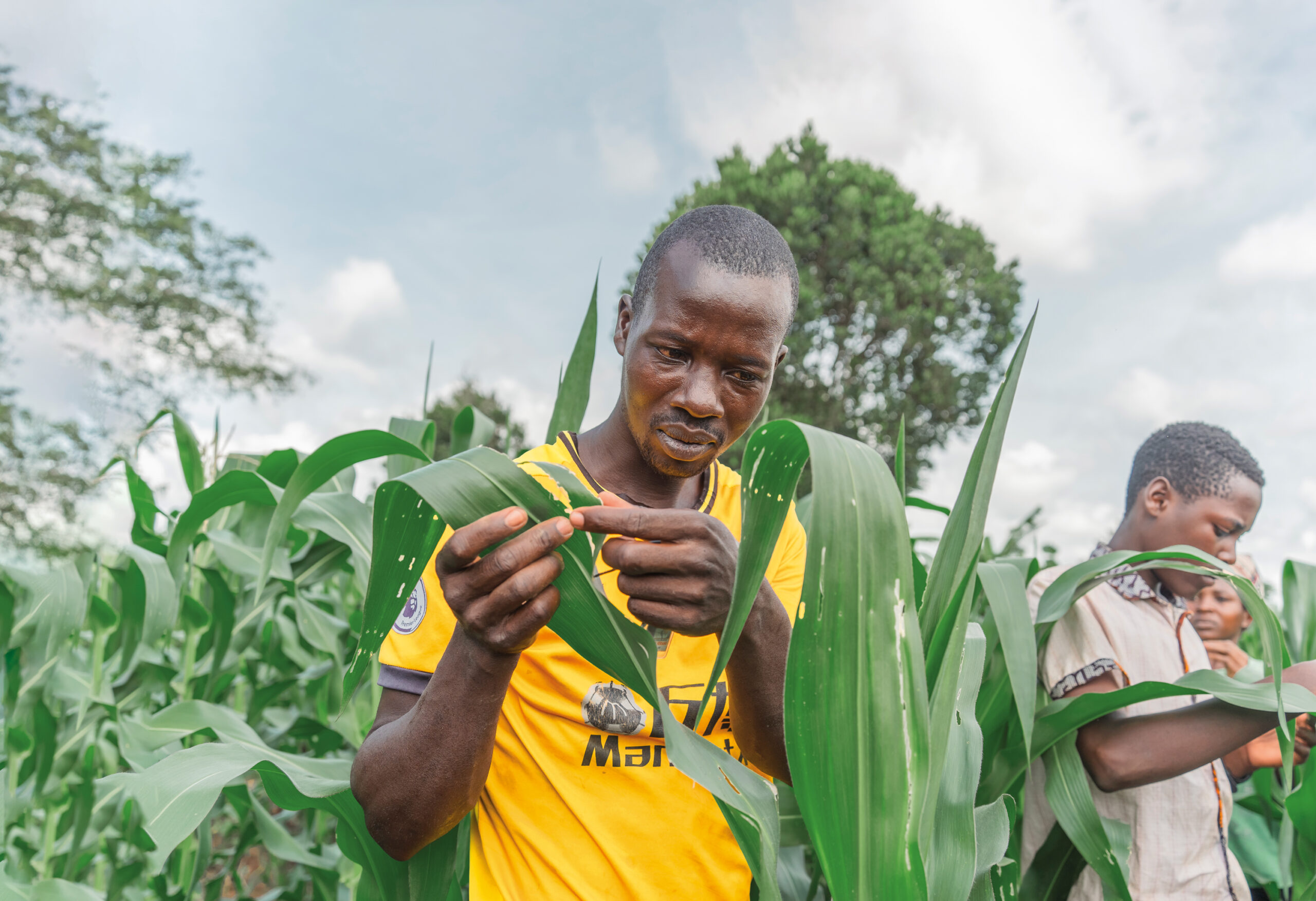 A young man examines corn leaves in a field, while another person focuses on the plants nearby. Bright green foliage surro...