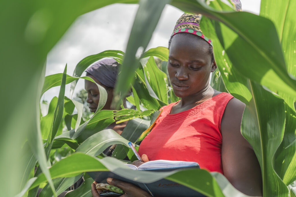 A woman in a red shirt examines a notebook surrounded by tall corn plants, with another person visible in the background.