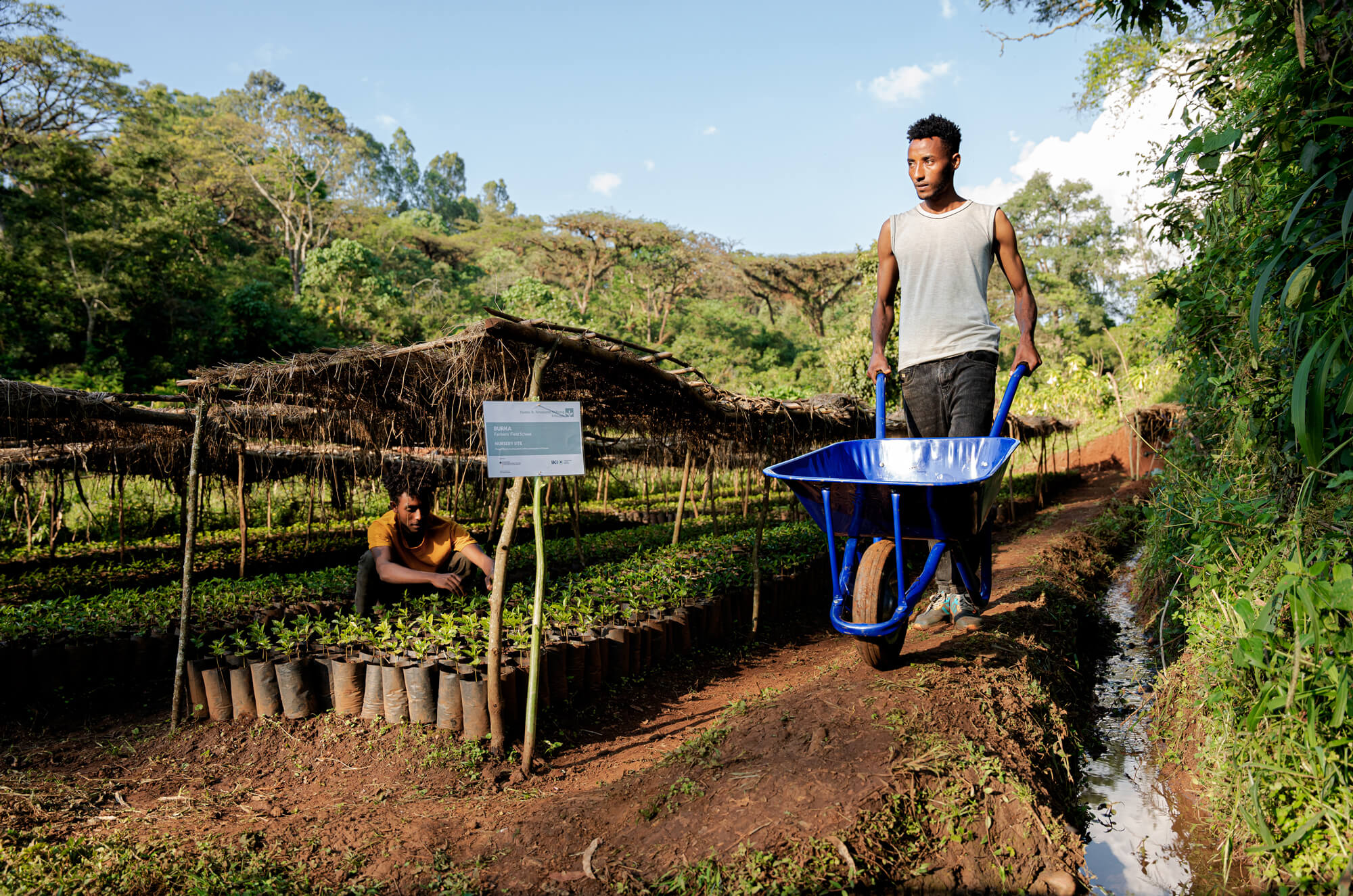 Two men work in a lush nursery. One carries a blue wheelbarrow while the other tends to young plants in pots.