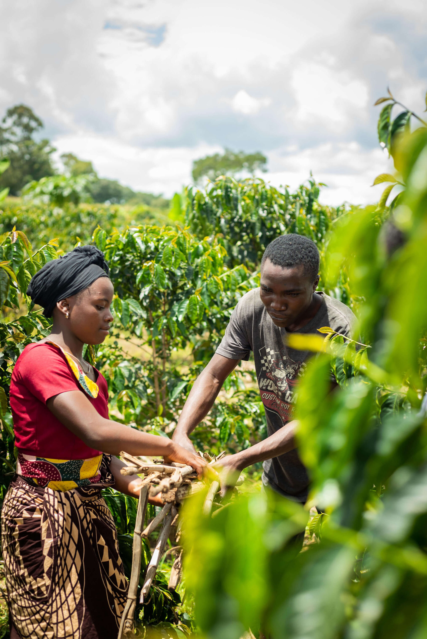 Two individuals collaborate to bundle sticks in a lush green coffee plantation under a partly cloudy sky.