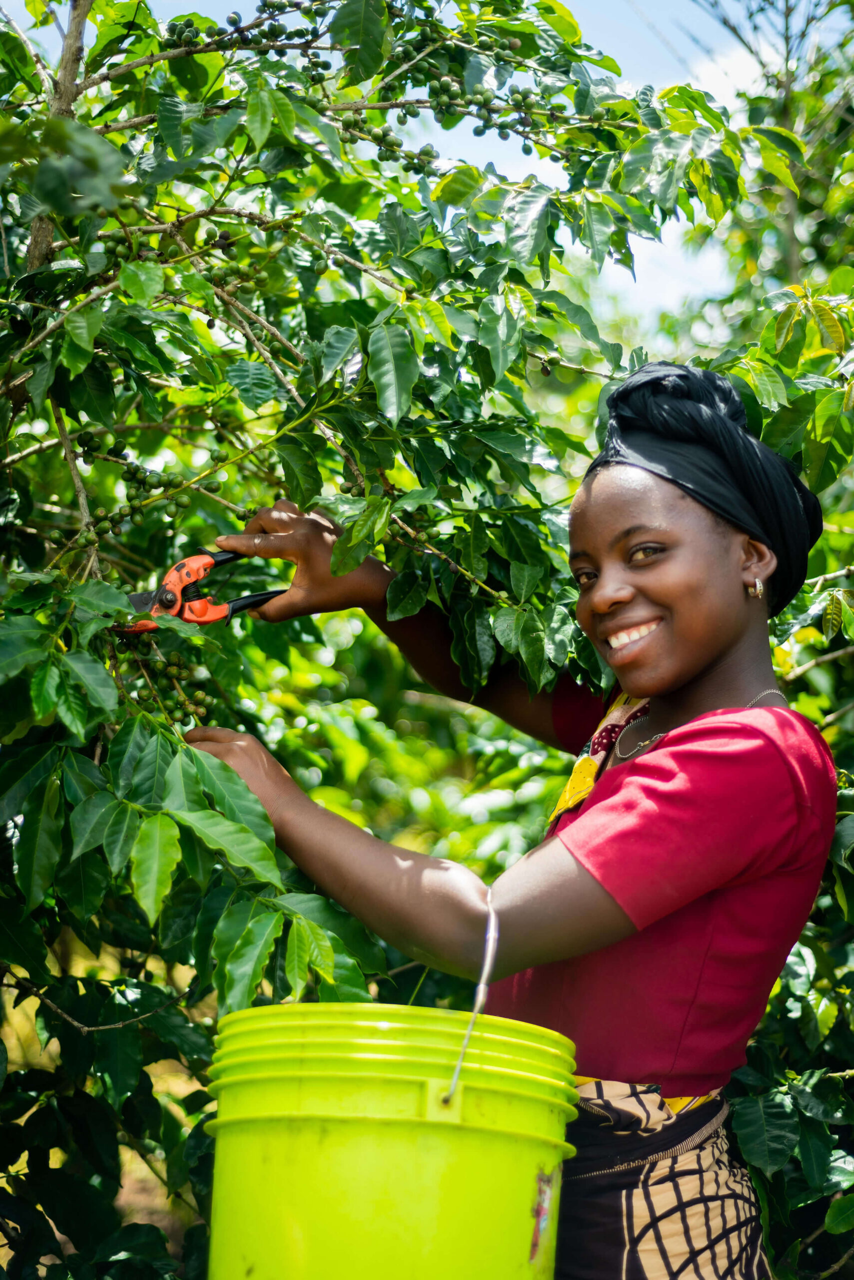 A woman smiles while using pruning shears to tend to coffee plants, with a bright green bucket nearby.