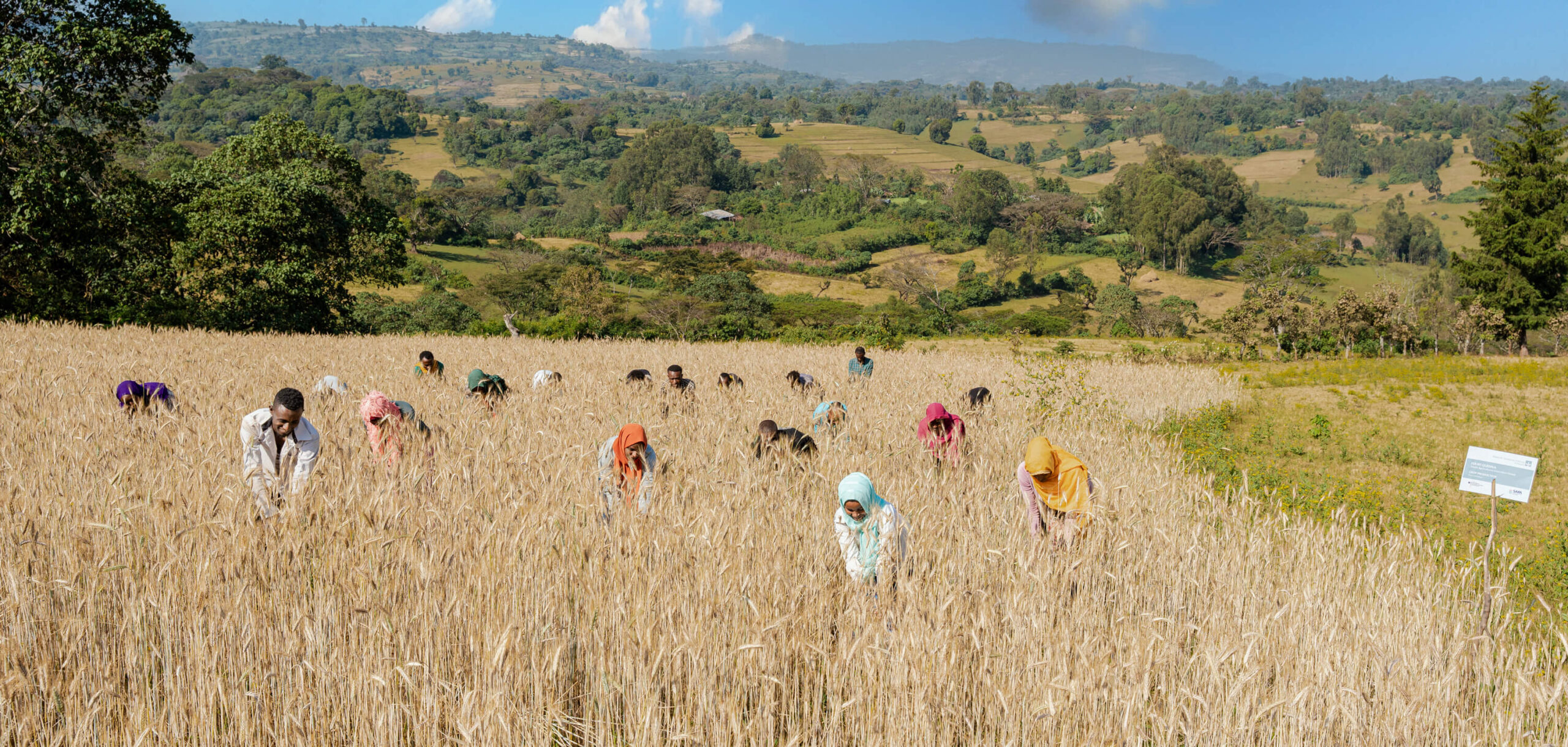 Farmers harvest wheat in a golden field, surrounded by rolling hills and a clear blue sky.