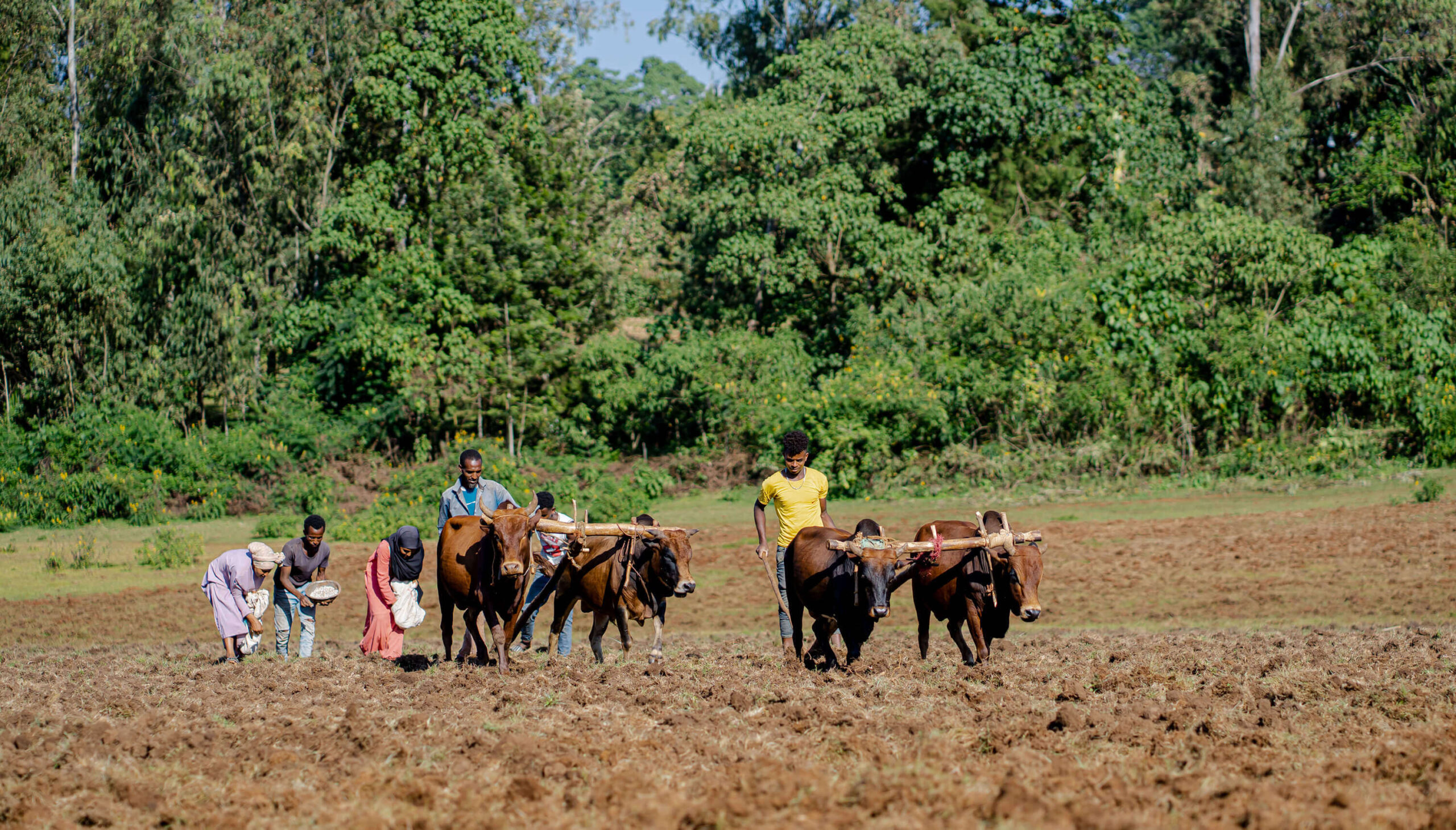 A group of people plow a field using oxen, surrounded by lush greenery and trees in the background.