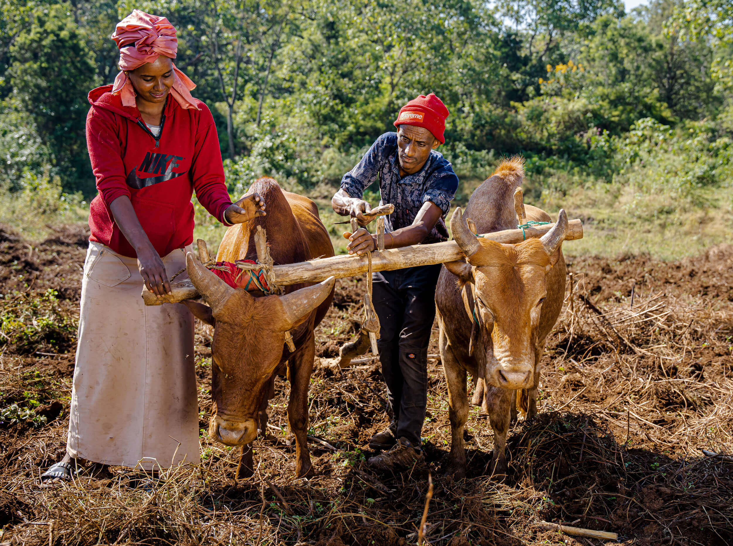 Two farmers are guiding two oxen in a field, using a wooden yoke to work the land. Lush greenery surrounds them.
