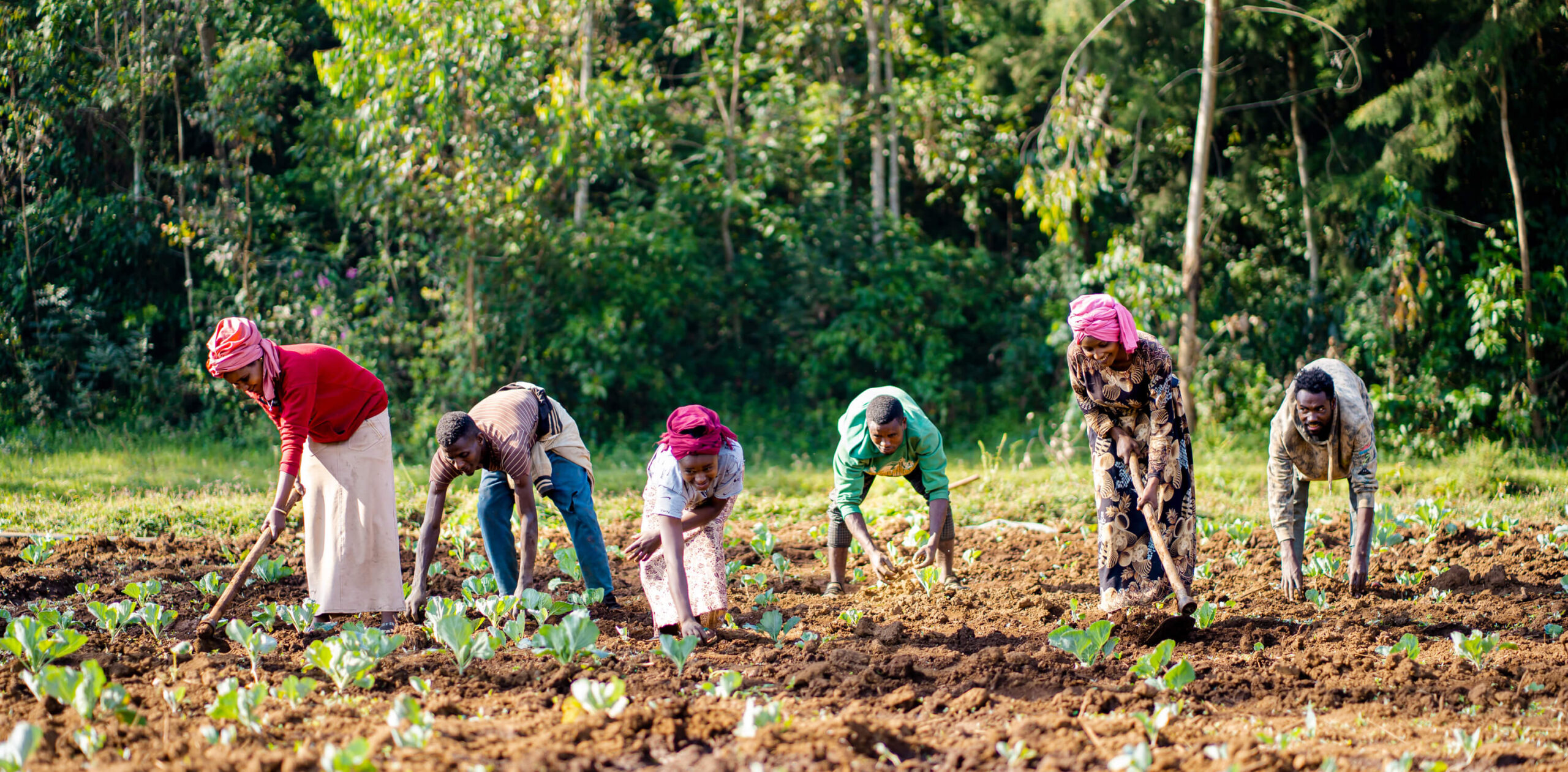 A group of six people work together in a vegetable garden, tending to young cabbage plants in a lush outdoor setting.